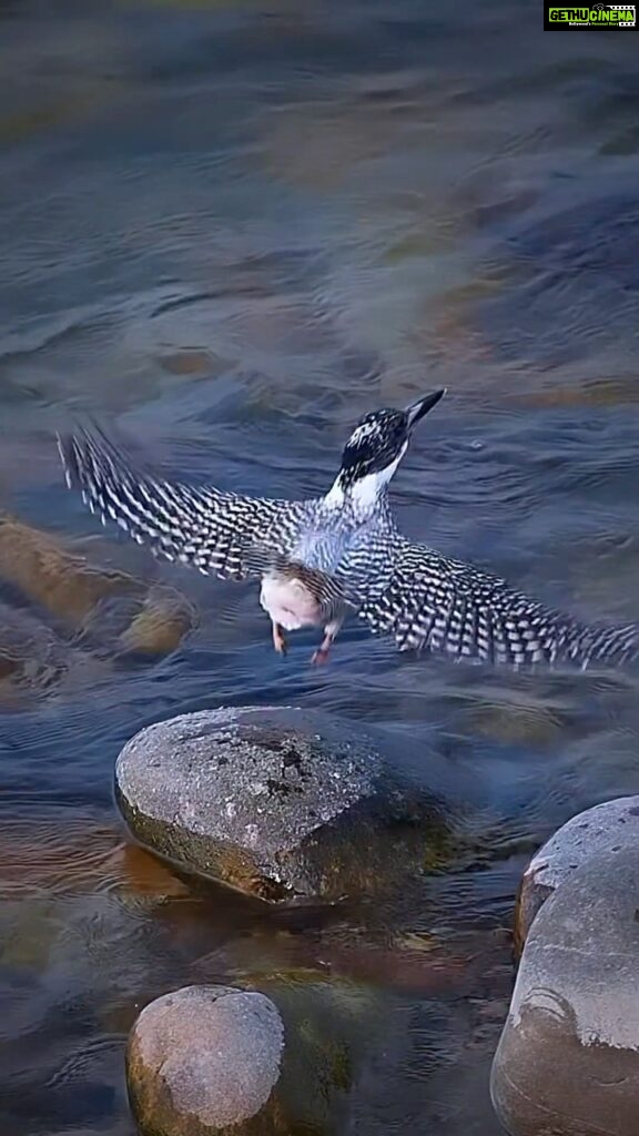 Sadha Instagram - Crested Kingfisher on the rocks of Ramganga river! I know it’s definitely not the best angle to shoot birds.. but this one is for the sake of this music.. 😀 #crestedkingfisher #corbett #birdsofinstagram #wildlifephotography #sadaa #sadaasgreenlife #reelsinstagram #reels #reelsindia Dhikala, Corbett National Park