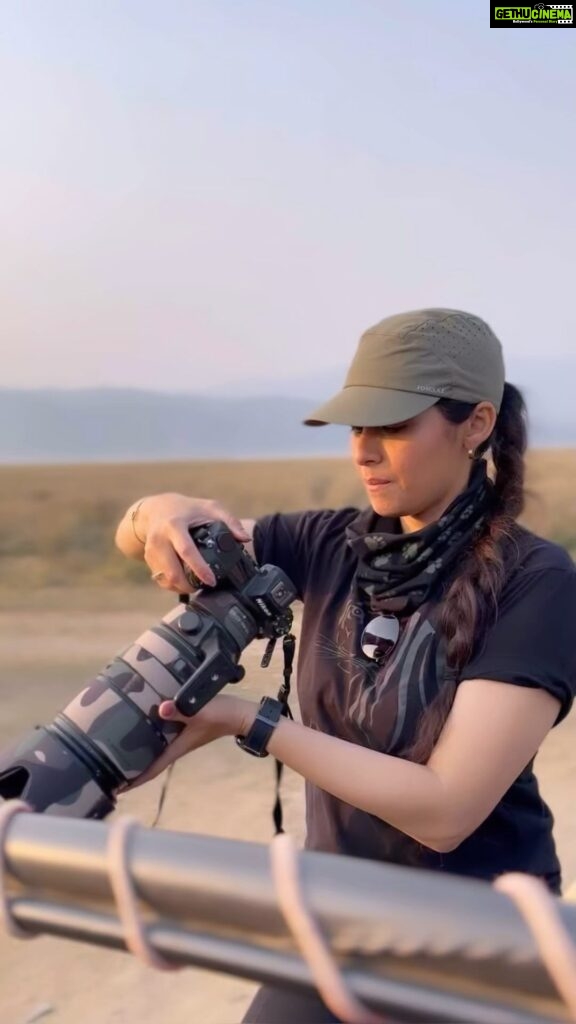 Sadha Instagram - Beauty from #bandhavgarhnationalpark in the beautiful golden light! #incredibleindia #summers #predator #wildlife #tiger #tigers #tigersofindia #wildlifephotography #wildlife #bigcats #indianwildlife #indianwildlifeofficial #savetigers #bandhavgarh #bandhavgarhnationalpark #bandhavgarhtigerreserve #mptourism #madhyapradeshtourism #conservation #reels #reelsinstagram #reelsvideo #reelitfeelit #reelsindia #sadaa #sadaasgreenlife #wildlifephotography Bandhavgarh National Tiger Reserve