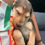 Sai Dhanshika Instagram - Taking baby Rachel home on Independence Day has made this day even more significant. I recognize that having a being in our lives comes with great responsibility, but life would be incomplete without a dog. I am incredibly grateful to @dogsofmadras for connecting me with this newborn pup, which is exactly what I was hoping for. I also want to express my gratitude to Devi, @maxysamy who rescued a pregnant dog and nurtured a newborn baby with utmost care. I aspire to do the same. #adoptdontshop #adoptindiandogs #givehometohomeless #soultosoul 🥰