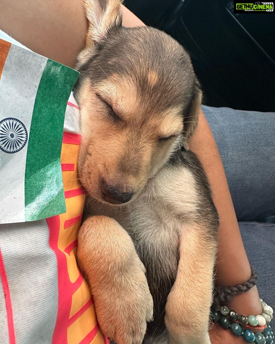 Sai Dhanshika Instagram - Taking baby Rachel home on Independence Day has made this day even more significant. I recognize that having a being in our lives comes with great responsibility, but life would be incomplete without a dog. I am incredibly grateful to @dogsofmadras for connecting me with this newborn pup, which is exactly what I was hoping for. I also want to express my gratitude to Devi, @maxysamy who rescued a pregnant dog and nurtured a newborn baby with utmost care. I aspire to do the same. #adoptdontshop #adoptindiandogs #givehometohomeless #soultosoul 🥰