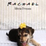 Sai Dhanshika Instagram - Taking baby Rachel home on Independence Day has made this day even more significant. I recognize that having a being in our lives comes with great responsibility, but life would be incomplete without a dog. I am incredibly grateful to @dogsofmadras for connecting me with this newborn pup, which is exactly what I was hoping for. I also want to express my gratitude to Devi, @maxysamy who rescued a pregnant dog and nurtured a newborn baby with utmost care. I aspire to do the same. #adoptdontshop #adoptindiandogs #givehometohomeless #soultosoul 🥰