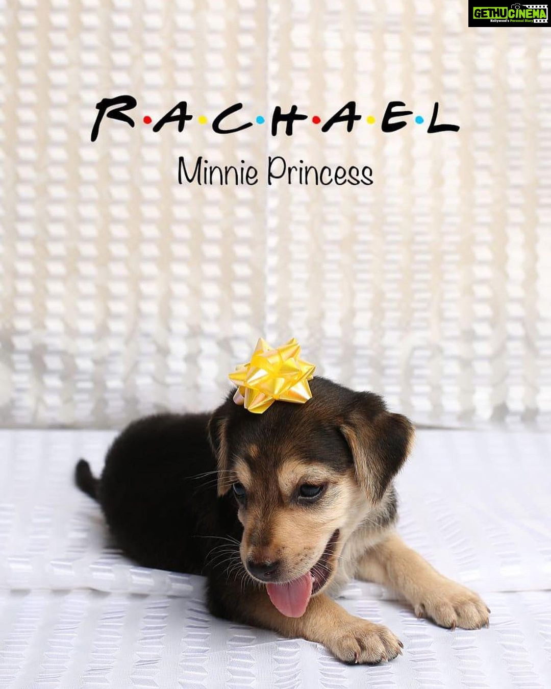 Sai Dhanshika Instagram - Taking baby Rachel home on Independence Day has made this day even more significant. I recognize that having a being in our lives comes with great responsibility, but life would be incomplete without a dog. I am incredibly grateful to @dogsofmadras for connecting me with this newborn pup, which is exactly what I was hoping for. I also want to express my gratitude to Devi, @maxysamy who rescued a pregnant dog and nurtured a newborn baby with utmost care. I aspire to do the same. #adoptdontshop #adoptindiandogs #givehometohomeless #soultosoul 🥰