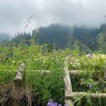 Sai Pallavi Instagram - State of mind: Serene
