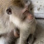 Samantha Instagram - Spot the monkey😎🥰 @anushaswamy Monkey Forest Ubud Bali