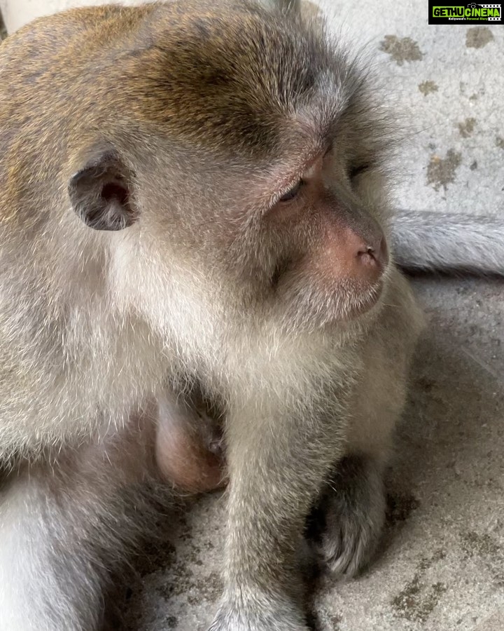 Samantha Instagram - Spot the monkey😎🥰 @anushaswamy Monkey Forest Ubud Bali