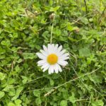 Samara Tijori Instagram - Kashmir Photo dump pt2 🌿