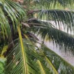 Sanam Shetty Instagram - Evergreen love story of rain & romance 💚 #chennairains #monsoonfeels #dhee #reelsinstagram #naturecure #greenteadetox #weekendvibes