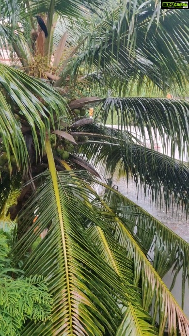 Sanam Shetty Instagram - Evergreen love story of rain & romance 💚 #chennairains #monsoonfeels #dhee #reelsinstagram #naturecure #greenteadetox #weekendvibes