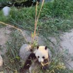 Sayani Gupta Instagram – ASMR video of a Panda eating with both hands!
You’re welcome!
#crunchtime 
🐼🎋🤍