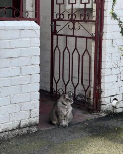 Sayani Gupta Instagram - Catching some morning light & chilling in my uniform! Thank you @airbnb for a warm cozy stay in #melbourne Oh and the neighbour’s cat! 🦘🤎🥥 Fitzroy, Melbourne