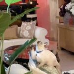 Shamita Shetty Instagram – Loki n Pixie 🐱 

Vid edit by @rishaal_s ❤️ 

.

.

.

#catsofinstagram #catlover #kittenplay #loki #pixie