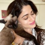 Shamita Shetty Instagram - My lil bundle of joy ❤️🎀🧿 #phoeboe #catsofinstagram #love #cuddles #siamese