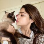 Shamita Shetty Instagram – My lil bundle of joy ❤️🎀🧿 

#phoeboe #catsofinstagram #love #cuddles  #siamese