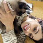 Shamita Shetty Instagram - My lil bundle of joy ❤️🎀🧿 #phoeboe #catsofinstagram #love #cuddles #siamese