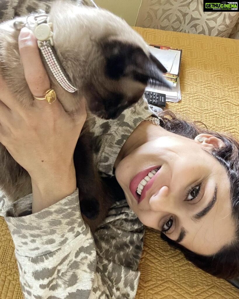 Shamita Shetty Instagram - My lil bundle of joy ❤️🎀🧿 #phoeboe #catsofinstagram #love #cuddles #siamese