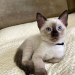 Shamita Shetty Instagram - Meet my baby Loki ❤️ .. for all of u wondering .. Phoebee s a mother now!!🙆‍♀️ 🦋 #kittensofinstagram #catsofinstagram #siamese #love #gratitude #babyloki