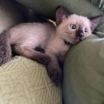 Shamita Shetty Instagram - Meet my baby Loki ❤️ .. for all of u wondering .. Phoebee s a mother now!!🙆‍♀️ 🦋 #kittensofinstagram #catsofinstagram #siamese #love #gratitude #babyloki