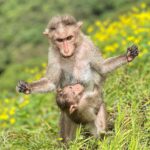Sharib Hashmi Instagram - Meri duniya hai Maa, tere aanchal mein❤️ The best image I captured during our trek ❤️ #mother #kid #nature #monkey #love #breastfeeding #trekking #instagood #instagram #photography #loveclicking #phonetographer #iphone13pro
