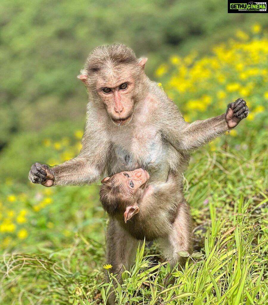 Sharib Hashmi Instagram - Meri duniya hai Maa, tere aanchal mein❤️ The best image I captured during our trek ❤️ #mother #kid #nature #monkey #love #breastfeeding #trekking #instagood #instagram #photography #loveclicking #phonetographer #iphone13pro