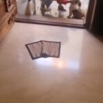 Sherin Instagram - The hardest part of travelling for work is being away from him, but, I also come back home to this kindda love and attention. He cuddled with me and slept all day after. 🥰🥰 #sherin #dogs #dogaofinstagram #jager #shihtzu #cookwithcomali #cookuwithcomali #vijaytv