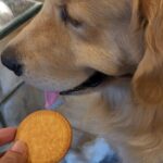 Shilpi Sharma Instagram - That drama 😄 . . . #goldenretriever #cutedogsofinstagram #pets #dramaticdogs #goldenretrieversofinstagram