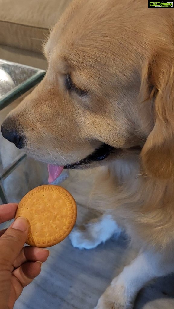 Shilpi Sharma Instagram - That drama 😄 . . . #goldenretriever #cutedogsofinstagram #pets #dramaticdogs #goldenretrieversofinstagram