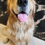 Shilpi Sharma Instagram - Mondays are bath days and I must say this guy does no drama.....😍 Breaking my back and singing him classic Bollywood songs is his style ... #goldenretriever #bathdays #Mondays #cute