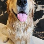 Shilpi Sharma Instagram – Mondays are bath days and I must say this guy does no drama…..😍 Breaking my back and singing him classic Bollywood songs is his style …
#goldenretriever #bathdays #Mondays #cute