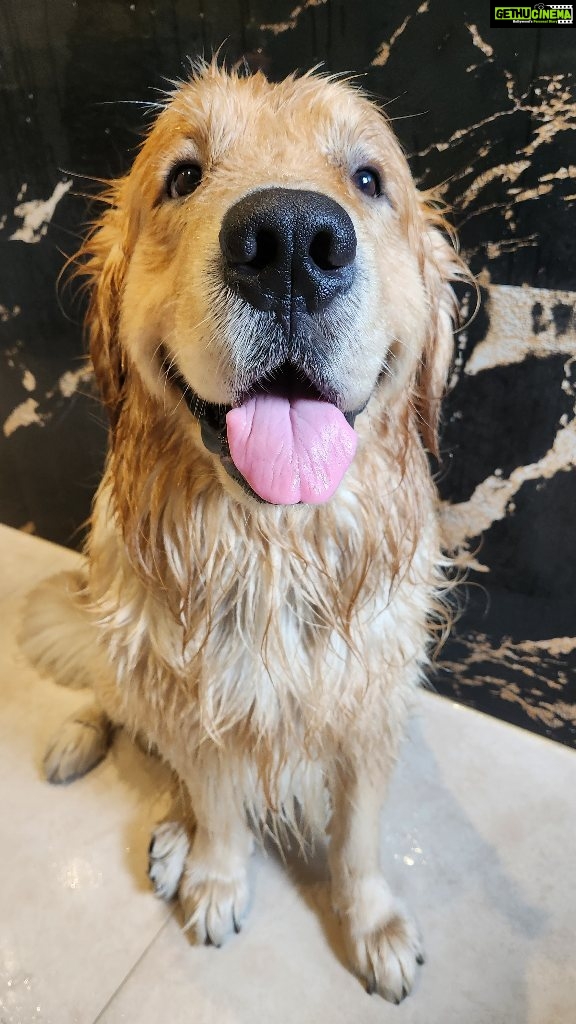 Shilpi Sharma Instagram - Mondays are bath days and I must say this guy does no drama.....😍 Breaking my back and singing him classic Bollywood songs is his style ... #goldenretriever #bathdays #Mondays #cute