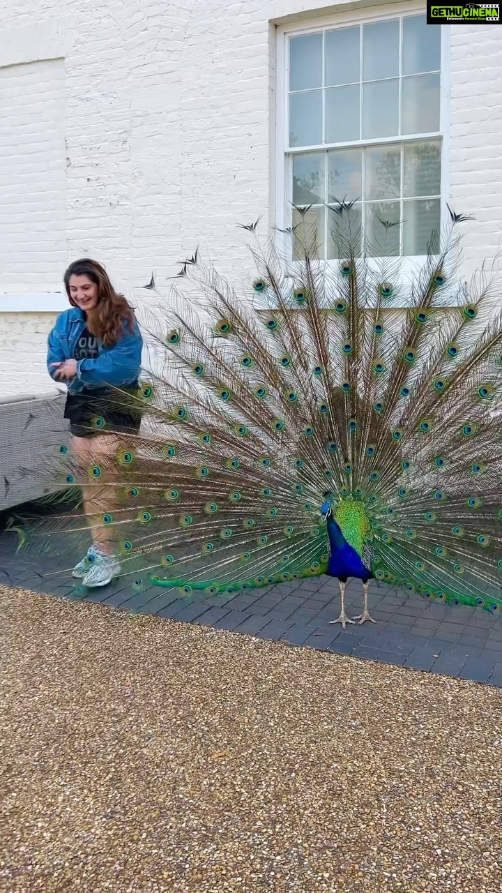 Shivaleeka Oberoi Instagram - The stars aligned for this rare moment! 🦚 #GratefulHeart #Memorable #RareEncounter #Peacock #NaturesBeauty ✨