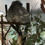 Shriya Pilgaonkar Instagram - Not me baby talking with a Koala. Turns out cuddling with my spirit animal is all that my heart needed 🥹🥰🐨 This cutie is JETHRO 4 years old and smelt of eucalyptus. Softest furry puppy ♥️Thank you @lonepinekoala for this special moment. Obviously made me 🥹 With increasing global warming a lot of koalas lot their homes and there has been a lot of effort to rehabilitate them. Ps -You cannot touch and hold koalas randomly in Australia. It is legal and permissible under the conservation rules to hold a koala in Queensland and the team at the Lone Pine Koala sanctuary ensures that you interact with them under guidance and for a limited window. @visitbrisbane @queensland @australia #seeaustralia #thisisqueensland #visitbrisbane #brisbaneanyday #Ausis #Koala #lonepine Lone Pine Koala Sanctuary