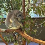 Shriya Pilgaonkar Instagram - Not me baby talking with a Koala. Turns out cuddling with my spirit animal is all that my heart needed 🥹🥰🐨 This cutie is JETHRO 4 years old and smelt of eucalyptus. Softest furry puppy ♥️Thank you @lonepinekoala for this special moment. Obviously made me 🥹 With increasing global warming a lot of koalas lot their homes and there has been a lot of effort to rehabilitate them. Ps -You cannot touch and hold koalas randomly in Australia. It is legal and permissible under the conservation rules to hold a koala in Queensland and the team at the Lone Pine Koala sanctuary ensures that you interact with them under guidance and for a limited window. @visitbrisbane @queensland @australia #seeaustralia #thisisqueensland #visitbrisbane #brisbaneanyday #Ausis #Koala #lonepine Lone Pine Koala Sanctuary