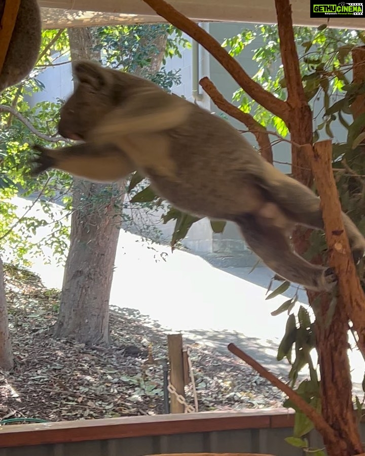 Shriya Pilgaonkar Instagram - Not me baby talking with a Koala. Turns out cuddling with my spirit animal is all that my heart needed 🥹🥰🐨 This cutie is JETHRO 4 years old and smelt of eucalyptus. Softest furry puppy ♥️Thank you @lonepinekoala for this special moment. Obviously made me 🥹 With increasing global warming a lot of koalas lot their homes and there has been a lot of effort to rehabilitate them. Ps -You cannot touch and hold koalas randomly in Australia. It is legal and permissible under the conservation rules to hold a koala in Queensland and the team at the Lone Pine Koala sanctuary ensures that you interact with them under guidance and for a limited window. @visitbrisbane @queensland @australia #seeaustralia #thisisqueensland #visitbrisbane #brisbaneanyday #Ausis #Koala #lonepine Lone Pine Koala Sanctuary