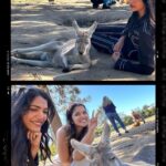 Shriya Pilgaonkar Instagram - Not me baby talking with a Koala. Turns out cuddling with my spirit animal is all that my heart needed 🥹🥰🐨 This cutie is JETHRO 4 years old and smelt of eucalyptus. Softest furry puppy ♥️Thank you @lonepinekoala for this special moment. Obviously made me 🥹 With increasing global warming a lot of koalas lot their homes and there has been a lot of effort to rehabilitate them. Ps -You cannot touch and hold koalas randomly in Australia. It is legal and permissible under the conservation rules to hold a koala in Queensland and the team at the Lone Pine Koala sanctuary ensures that you interact with them under guidance and for a limited window. @visitbrisbane @queensland @australia #seeaustralia #thisisqueensland #visitbrisbane #brisbaneanyday #Ausis #Koala #lonepine Lone Pine Koala Sanctuary