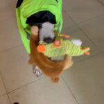 Shriya Pilgaonkar Instagram - I cannot with his raincoat 😩😍 My handsome boy keeping up with the neon trend. 💚