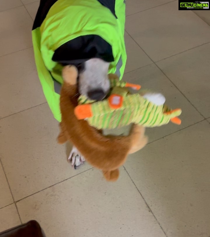 Shriya Pilgaonkar Instagram - I cannot with his raincoat 😩😍 My handsome boy keeping up with the neon trend. 💚
