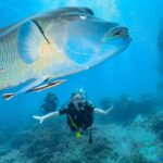 Shriya Pilgaonkar Instagram - Yes we found NEMO! 🤿 Diving in the Great Barrier Reef is a surreal experience. 🪸The largest living organism that can be seen from the moon! The Beauty and mystery of the underwater world is unfathomable. This was my second experience with diving which I shared with the wonderful @megan.bell03 who has done more than 200 dives ! Multitasking underwater is hard so I couldn’t capture a lot but here’s a little glimpse for you 🐠