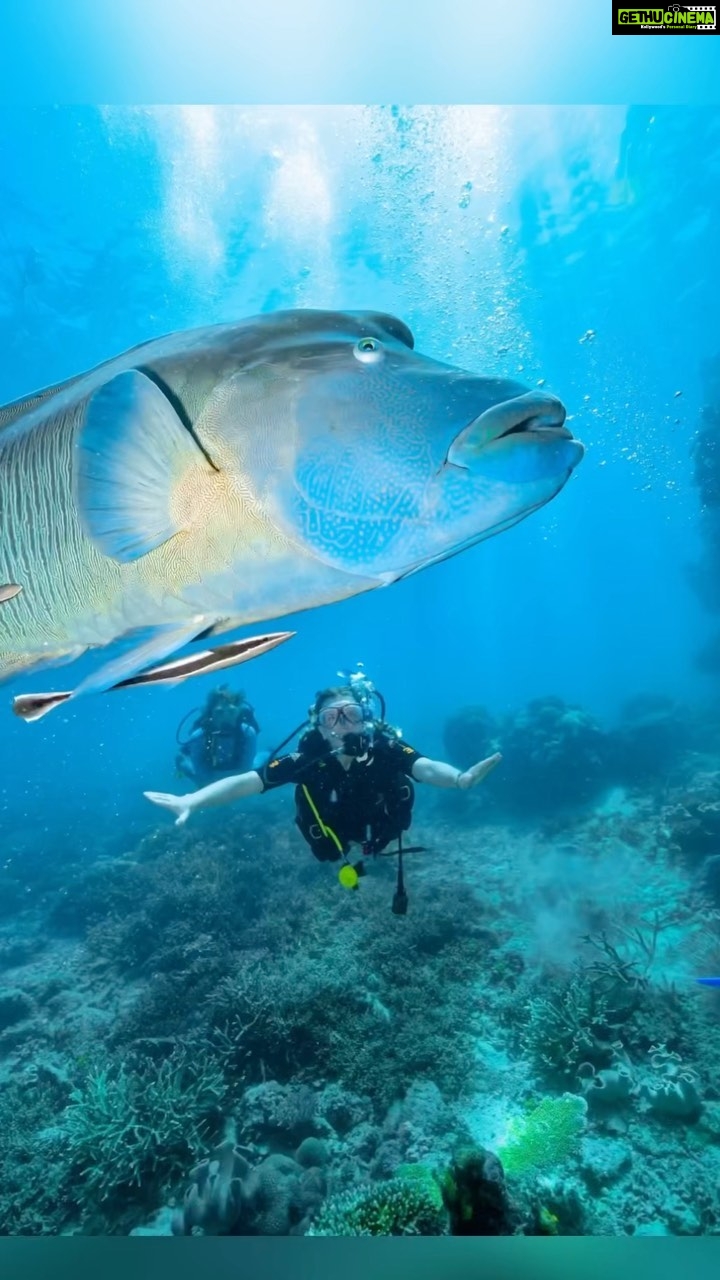 Shriya Pilgaonkar Instagram - Yes we found NEMO! 𤿠Diving in the Great Barrier Reef is a surreal experience. šŖøThe largest living organism that can be seen from the moon! The Beauty and mystery of the underwater world is unfathomable. This was my second experience with diving which I shared with the wonderful @megan.bell03 who has done more than 200 dives ! Multitasking underwater is hard so I couldnāt capture a lot but hereās a little glimpse for you š