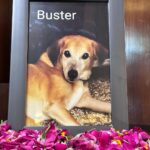 Shruti Sodhi Instagram - July photo dump ➡️ the month went like this➡️We lost our darling buster but his soul now rests in peace❤️ Also I discovered just how much my soul needs to be in the nature and listen to the birds tweet and the sound of water amongst other things. This month I also experienced several moments of joy with my loved ones❤️. Work and personal goals keep changing (will share with you a lot more on that in the coming time). But to truly feel fulfilled- our heart and soul need to be fed. So as the next month starts I’d wish for all of us to find our soul food and live a more wholesome life❤️ #shrutisodhi #july #photodump #rabrakhaalways