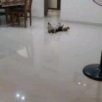 Sneha Sreekumar Instagram - 🙃🙃🙃 #reelsinsta #reelsi̇nstagram #reelsvideos #reelsuploaded #reelsvideo #reelsviral #beagles #petlovers