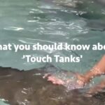 Sri Divya Instagram – 🚫 Think twice before touching aquatic animals! 🐠

Watch the eye-opening video above to understand why it’s cruel and harmful. The government’s plan to have a #TouchTank at India’s largest aquarium in Kothwalguda Eco Park, Hyderabad may seem exciting, but it hides a dark truth. These confined spaces subject delicate marine animals to constant handling and harassment, taking away their freedom, privacy, and causing immense stress, often resulting in high mortality rates. Visitors unknowingly spread infections, including parasites and harmful bacteria, posing risks to both the animals and themselves.
Let’s prioritize respectful education by observing marine creatures in their natural habitats, watching captivating wildlife documentaries, and taking virtual tours that foster a genuine appreciation for the beauty of our marine life. Captivity should never be mistaken for entertainment!

Click the link in the bio to send an email and sign the petition to express your opposition.

#NoMoreCaptivityForEntertainment , #HyderabadRejectsAquaMarinePark , #HyderabadRejectsAviary
@ktrtrs @talasanisrinivasyadav @urbanparks_official_hydcircle #ARVINDKUMAR
#KothwalgudaEcoHillPark #Hyderabad #TouchPool #PettingPool #ProtectOurOceans #ProtectWildlife