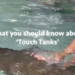 Sri Divya Instagram - 🚫 Think twice before touching aquatic animals! 🐠 Watch the eye-opening video above to understand why it’s cruel and harmful. The government’s plan to have a #TouchTank at India’s largest aquarium in Kothwalguda Eco Park, Hyderabad may seem exciting, but it hides a dark truth. These confined spaces subject delicate marine animals to constant handling and harassment, taking away their freedom, privacy, and causing immense stress, often resulting in high mortality rates. Visitors unknowingly spread infections, including parasites and harmful bacteria, posing risks to both the animals and themselves. Let’s prioritize respectful education by observing marine creatures in their natural habitats, watching captivating wildlife documentaries, and taking virtual tours that foster a genuine appreciation for the beauty of our marine life. Captivity should never be mistaken for entertainment! Click the link in the bio to send an email and sign the petition to express your opposition. #NoMoreCaptivityForEntertainment , #HyderabadRejectsAquaMarinePark , #HyderabadRejectsAviary @ktrtrs @talasanisrinivasyadav @urbanparks_official_hydcircle #ARVINDKUMAR #KothwalgudaEcoHillPark #Hyderabad #TouchPool #PettingPool #ProtectOurOceans #ProtectWildlife
