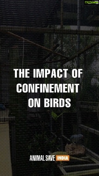 Sri Divya Instagram - The Telangana government has proposed the construction of India's largest aviary at the Kothwalguda Eco Park in Hyderabad. Birds symbolize freedom, and humans are captivated by their beauty and remarkable ability to soar through the sky. Yet, we persistently deny them their innate “Right to fly”. It is time for us to correct our actions and reject facilities like aviaries that confine these delicate creatures, depriving them of the joy of their natural freedom. Join us in urging the authorities to reconsider their decision. Click the link in the bio to send an email and sign the petition to express your opposition. Thank you for standing with us and supporting this crucial initiative. #NoMoreCaptivityForEntertainment #HyderabadRejectsAviary #HyderabadRejectsAquaMarinePark @ktrtrs @talasanisrinivasyadav @urbanparks_official_hydcircle #ARVINDKUMAR #KothwalgudaEcoHillPark Hyderabad City