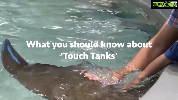 Sri Divya Instagram - 🚫 Think twice before touching aquatic animals! 🐠 Watch the eye-opening video above to understand why it’s cruel and harmful. The government’s plan to have a #TouchTank at India’s largest aquarium in Kothwalguda Eco Park, Hyderabad may seem exciting, but it hides a dark truth. These confined spaces subject delicate marine animals to constant handling and harassment, taking away their freedom, privacy, and causing immense stress, often resulting in high mortality rates. Visitors unknowingly spread infections, including parasites and harmful bacteria, posing risks to both the animals and themselves. Let’s prioritize respectful education by observing marine creatures in their natural habitats, watching captivating wildlife documentaries, and taking virtual tours that foster a genuine appreciation for the beauty of our marine life. Captivity should never be mistaken for entertainment! Click the link in the bio to send an email and sign the petition to express your opposition. #NoMoreCaptivityForEntertainment , #HyderabadRejectsAquaMarinePark , #HyderabadRejectsAviary @ktrtrs @talasanisrinivasyadav @urbanparks_official_hydcircle #ARVINDKUMAR #KothwalgudaEcoHillPark #Hyderabad #TouchPool #PettingPool #ProtectOurOceans #ProtectWildlife