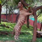 Sridevi Ashok Instagram – Have been Indira Gandhi Zoological Park , Visakhapatnam.

Incase you ever travel to Vizag/Visakhapatnam , do visit this zoo. The show stopper is white bengal tiger .. more videos coming soon .. 

@sitara_chintala enjoyed the battery car ride and @ashok_chintala has taken a lot of videos .. will be sharing them soon and you can experience the zoo from your phone 😁😉

You will love it .. 

#srideviashok #vizag #visakhapatnam #zoo