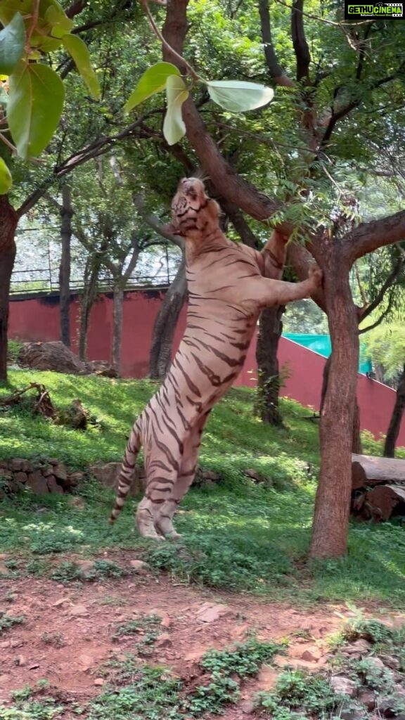 Sridevi Ashok Instagram - Have been Indira Gandhi Zoological Park , Visakhapatnam. Incase you ever travel to Vizag/Visakhapatnam , do visit this zoo. The show stopper is white bengal tiger .. more videos coming soon .. @sitara_chintala enjoyed the battery car ride and @ashok_chintala has taken a lot of videos .. will be sharing them soon and you can experience the zoo from your phone 😁😉 You will love it .. #srideviashok #vizag #visakhapatnam #zoo