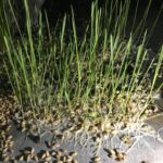 Swathi Reddy Instagram - Saw this in a commercial building parking lot and took some bad pics before I had to rush. He said , “ It’s hopeless, they won’t survive” imagine the plants replied back and said, “ Mokke Kada Ani Peekeste Peeka Kosta “ That’d freak us out eh. Imagine if animals could talk too ? Better yet, add plants too. Two Gulmohar trees catching up with each other, just swaying with the breeze and going “ Hey man, what’s up ? How’s that bird on that branch of yours doing? Like talk talk. Like we talk. Like in some movies how real animals talk with human being voices as characters. Not animation. Can’t remember a single movie for reference now. Great! How different everything would be ? How everything would be? Their lines not scripted by a human writer for a movie but their own stuff to say, to each other or us, doesn’t matter. I can’t seem to imagine. More noisy ? Or more calm ? more unity ? Don’t know. Like down right not even questioning humanity or being all poetic type wondering. Seriously. The more I think about it the more it seems...Woah! Maybe like in the movies they are secretively there out there with some special humans only. C’mon now ya. People who can speak to animals and plants. Wait. Correction. People to whom animals or plants prefer to speak to in human languages. Regional or English whichever. I swear I won’t tell anybody. And I swear am being honest. Not for a caption, not to sound all witty or whatever also dammit! I hope you read this. Please be my friend. #DidNoTGetHogwartsLetter #GimmeThisAtLeast #MujhseDostiKaro #EmpathyOnLineItSeems