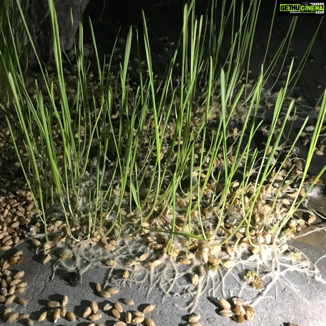 Swathi Reddy Instagram - Saw this in a commercial building parking lot and took some bad pics before I had to rush. He said , “ It’s hopeless, they won’t survive” imagine the plants replied back and said, “ Mokke Kada Ani Peekeste Peeka Kosta “ That’d freak us out eh. Imagine if animals could talk too ? Better yet, add plants too. Two Gulmohar trees catching up with each other, just swaying with the breeze and going “ Hey man, what’s up ? How’s that bird on that branch of yours doing? Like talk talk. Like we talk. Like in some movies how real animals talk with human being voices as characters. Not animation. Can’t remember a single movie for reference now. Great! How different everything would be ? How everything would be? Their lines not scripted by a human writer for a movie but their own stuff to say, to each other or us, doesn’t matter. I can’t seem to imagine. More noisy ? Or more calm ? more unity ? Don’t know. Like down right not even questioning humanity or being all poetic type wondering. Seriously. The more I think about it the more it seems...Woah! Maybe like in the movies they are secretively there out there with some special humans only. C’mon now ya. People who can speak to animals and plants. Wait. Correction. People to whom animals or plants prefer to speak to in human languages. Regional or English whichever. I swear I won’t tell anybody. And I swear am being honest. Not for a caption, not to sound all witty or whatever also dammit! I hope you read this. Please be my friend. #DidNoTGetHogwartsLetter #GimmeThisAtLeast #MujhseDostiKaro #EmpathyOnLineItSeems