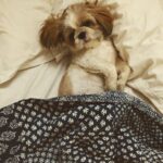 Tina Desai Instagram – Baby Thor woke up feeling like a diva this morning✨😈