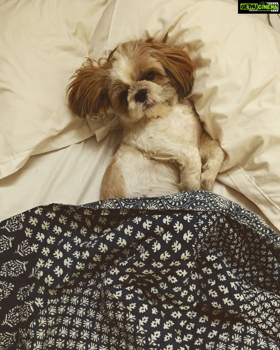 Tina Desai Instagram - Baby Thor woke up feeling like a diva this morning✨😈
